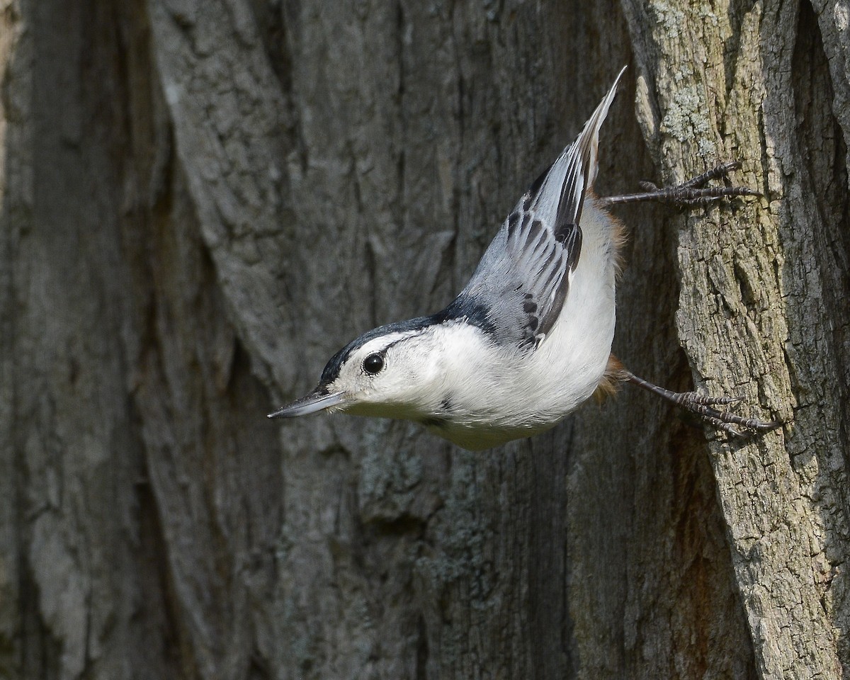 White-breasted Nuthatch - ML569989831