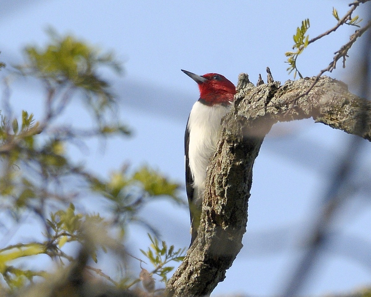 Red-headed Woodpecker - ML569990251