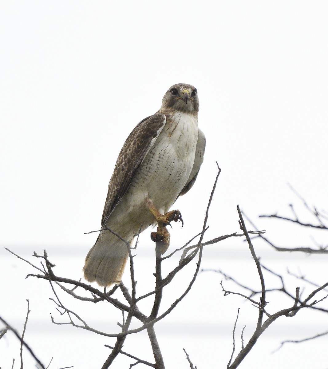 Red-tailed Hawk (borealis) - Bill Chambers