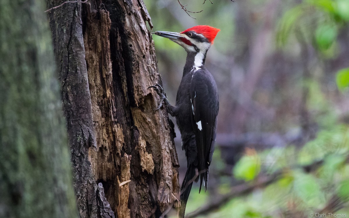 Pileated Woodpecker - Chris Thomas