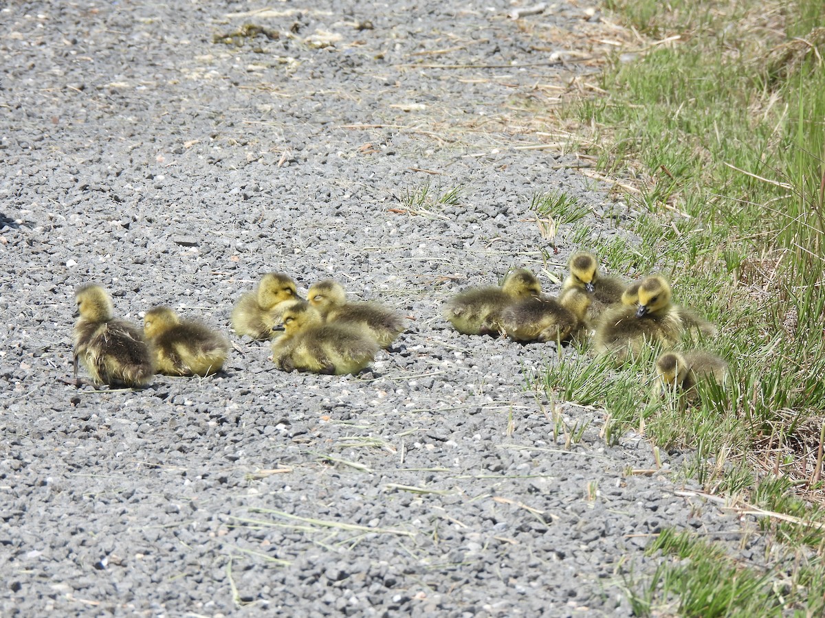 New York Breeding Bird Atlas Checklist - 10 May 2023 - Oceanside Marine ...