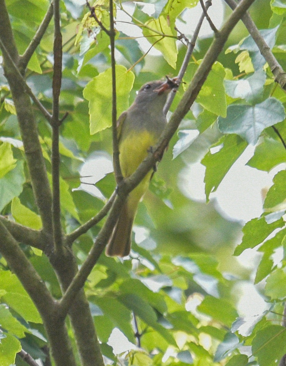 Great Crested Flycatcher - ML570011221
