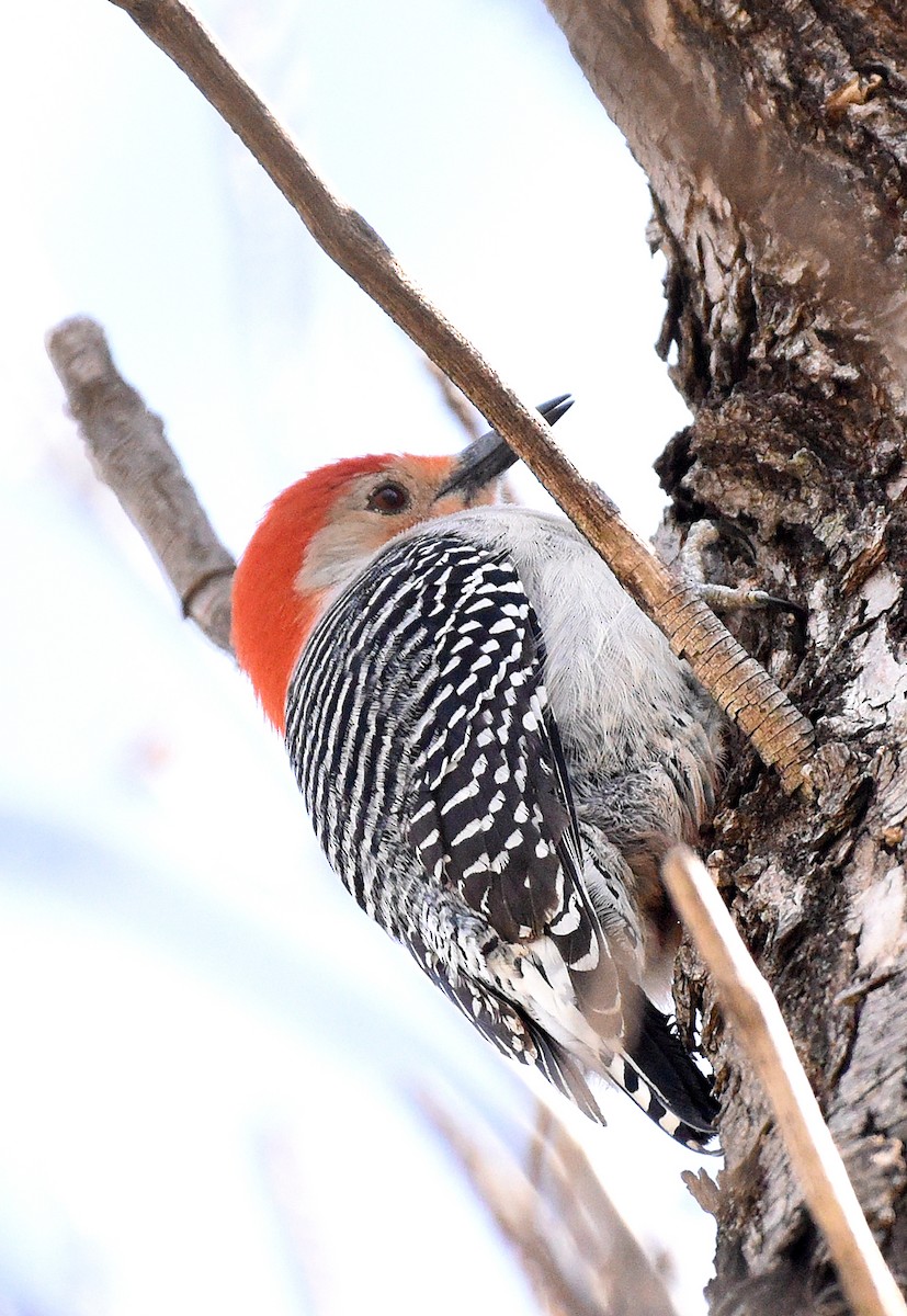 Red-bellied Woodpecker - ML570011291