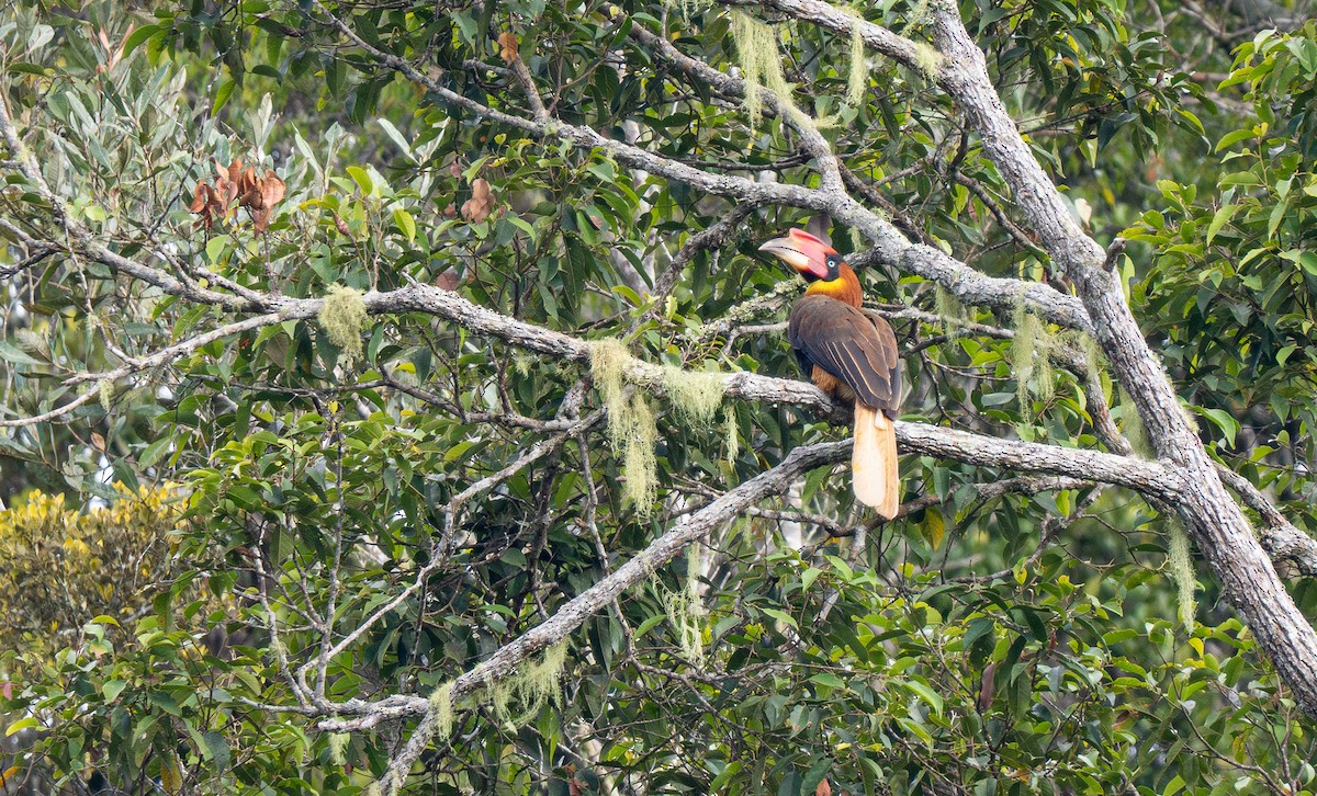 Rufous Hornbill (Southern) - Forest Botial-Jarvis