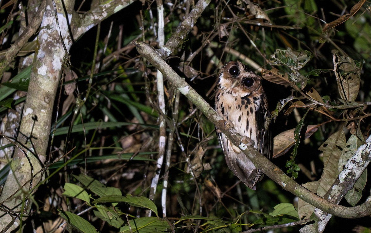 Giant Scops-Owl - Forest Botial-Jarvis