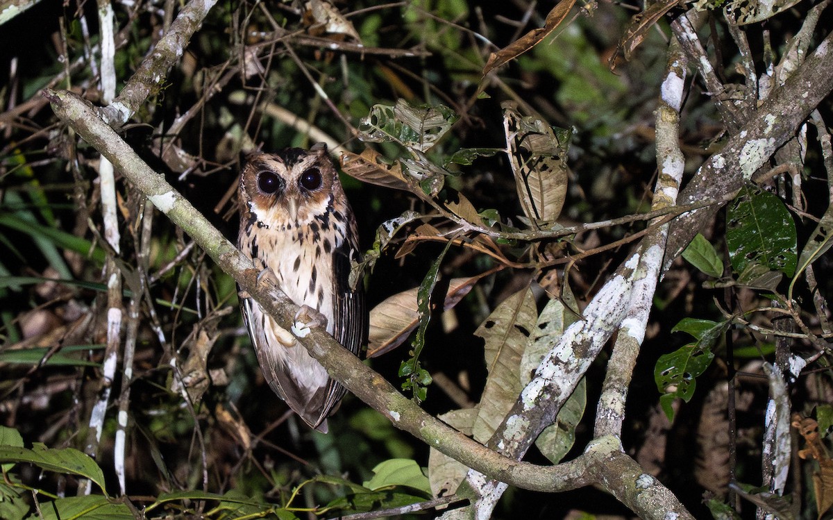 Giant Scops-Owl - Forest Botial-Jarvis
