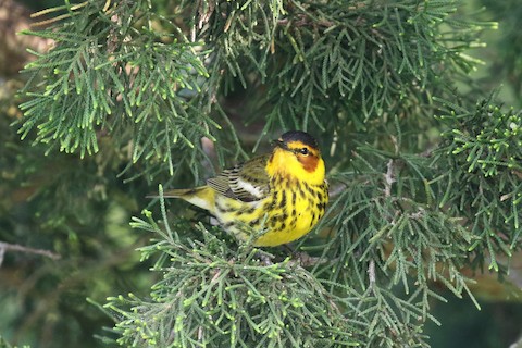 Cape May Warbler - Brett Ewald