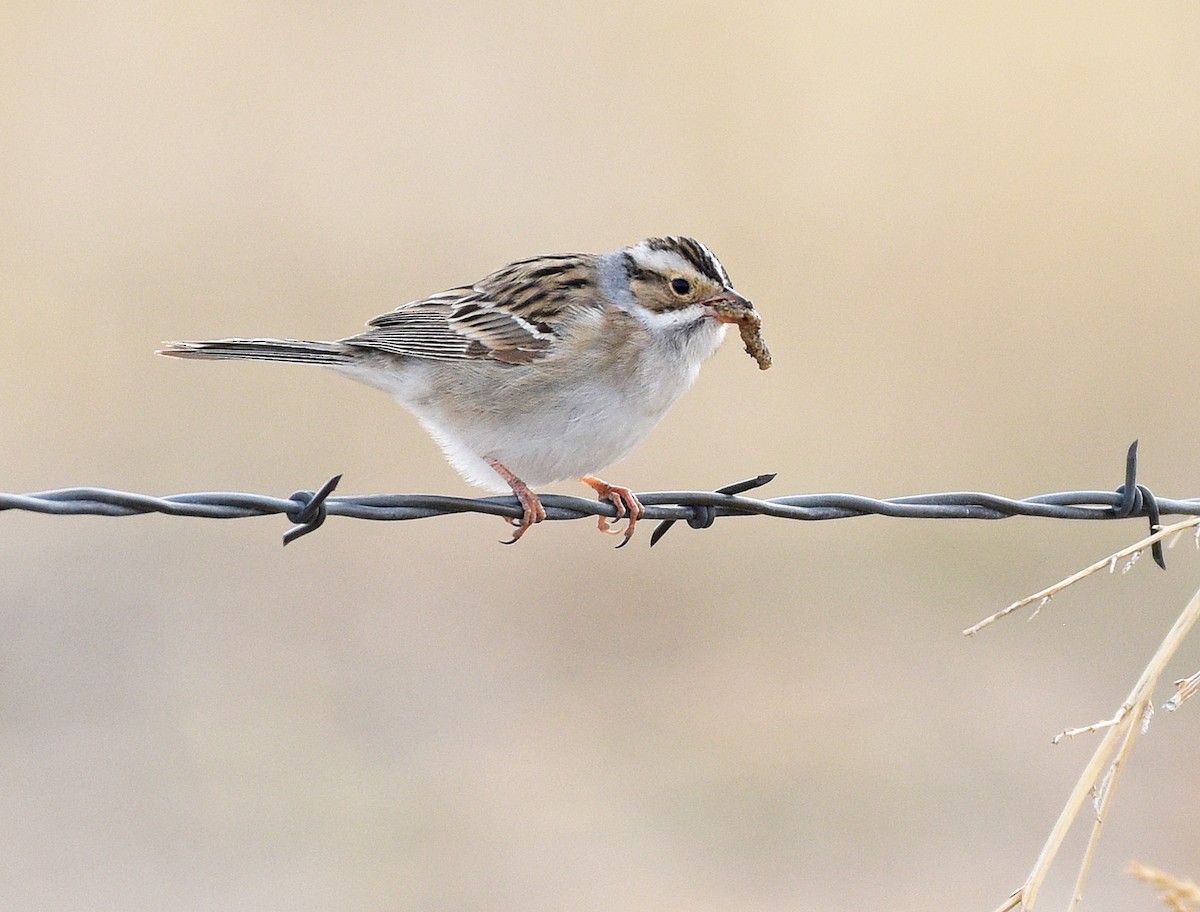 Clay-colored Sparrow - ML570020911