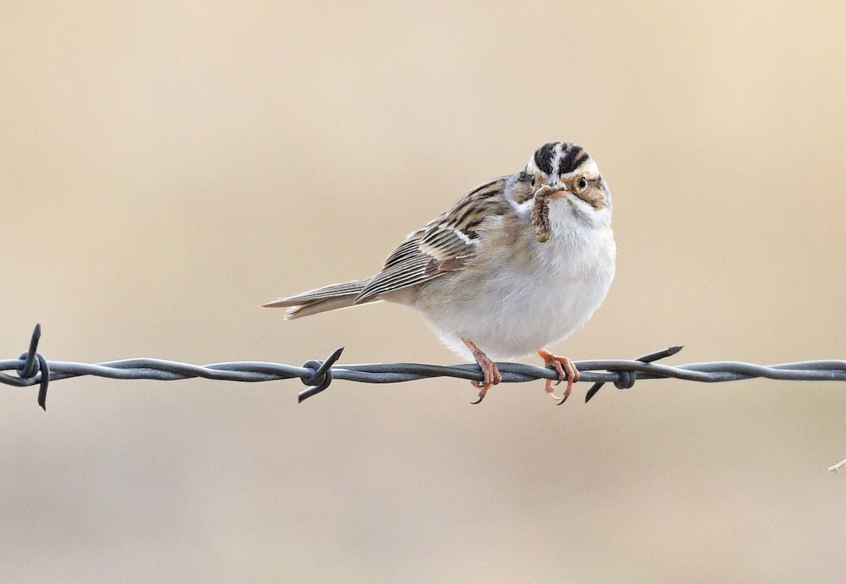 Clay-colored Sparrow - ML570020921