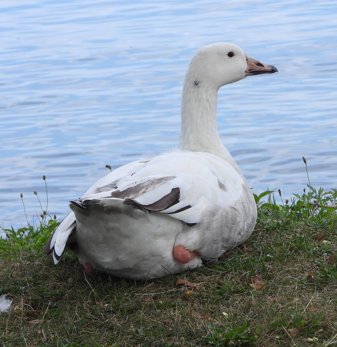 Domestic goose sp. x Canada Goose (hybrid) - ML570022221