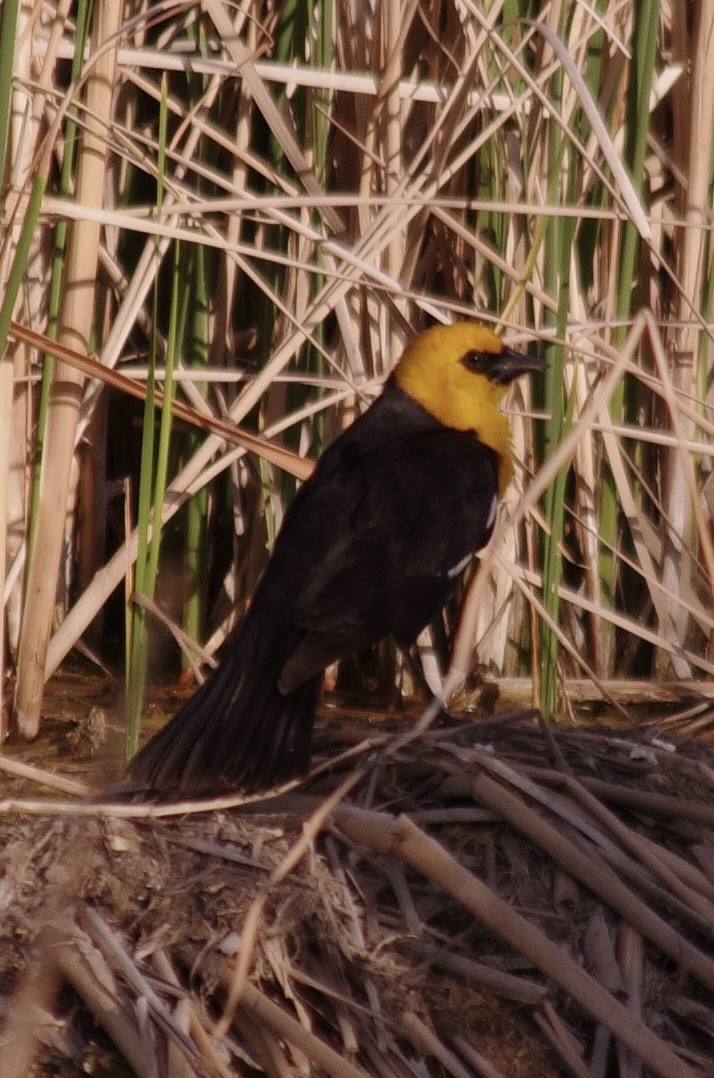 Yellow-headed Blackbird - ML570022501