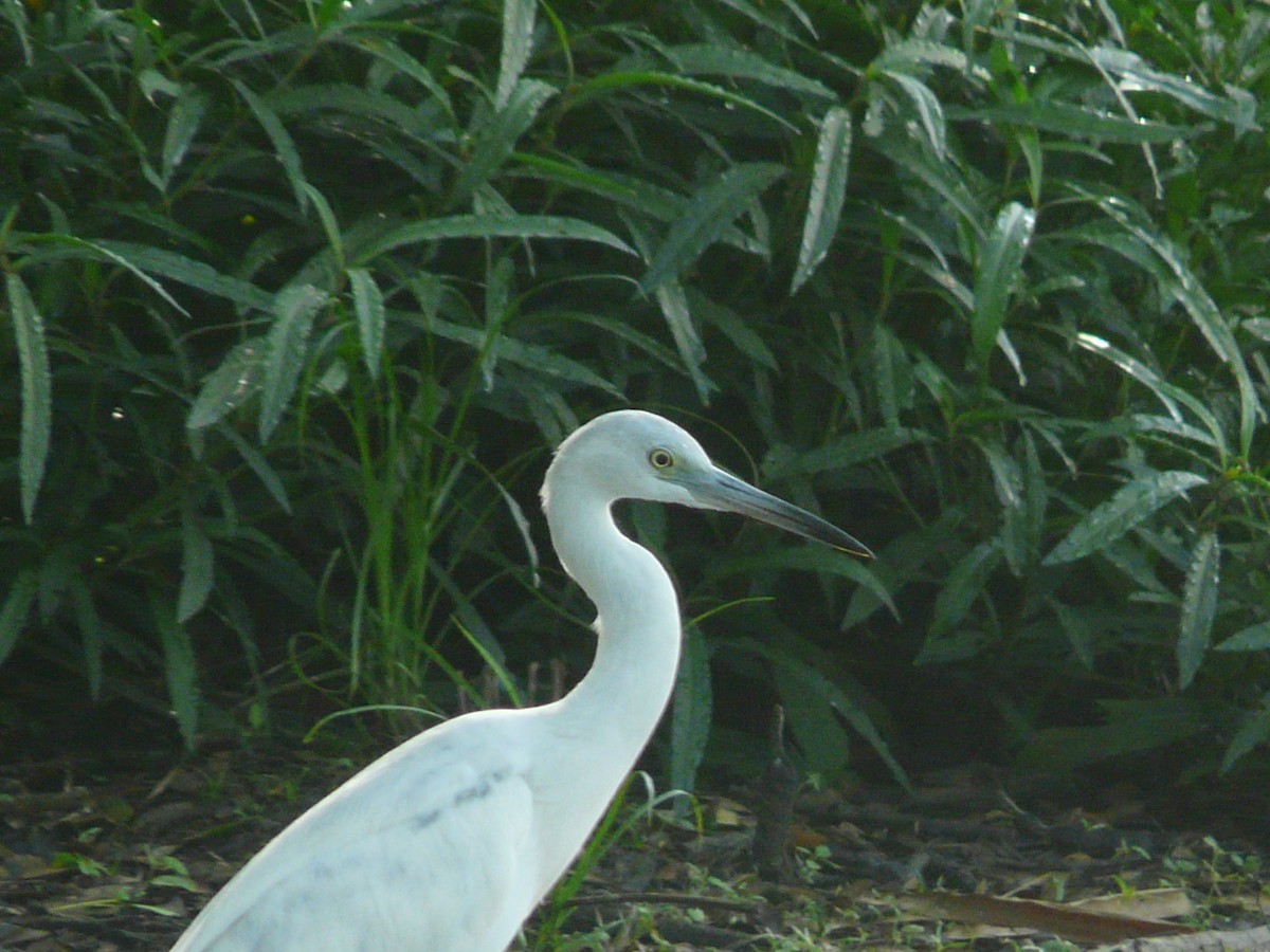Snowy Egret - Yoga Limonar