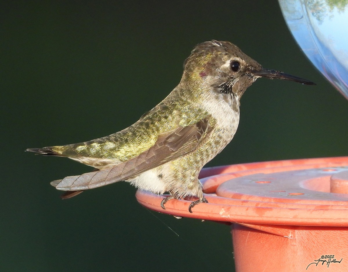 Anna's Hummingbird - ML570028521