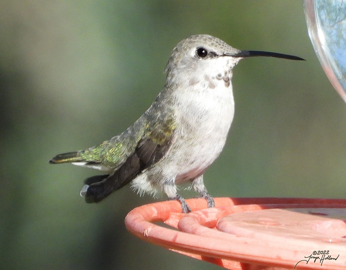 Costa's Hummingbird - ML570029151