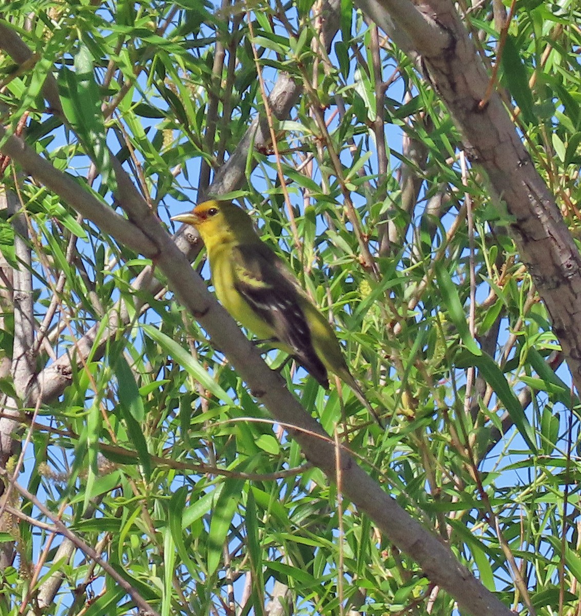 Western Tanager - ML570033971