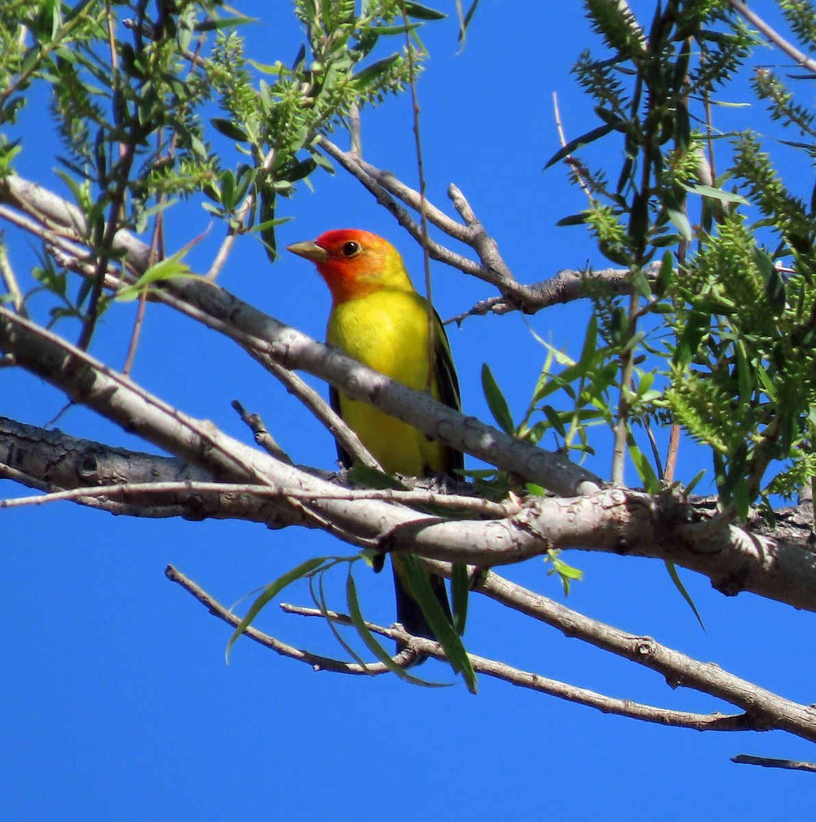 Western Tanager - ML570033981