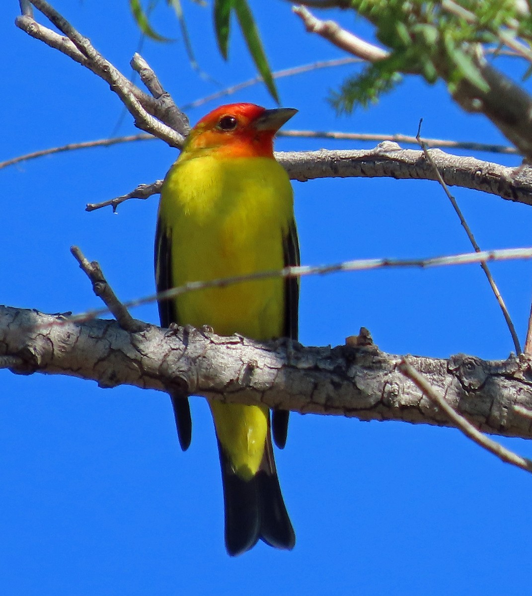 Western Tanager - ML570033991