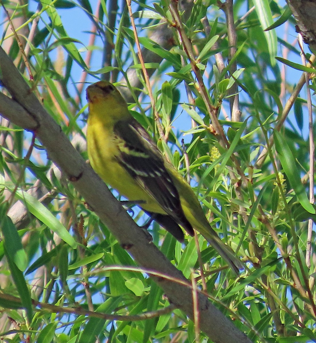 Western Tanager - ML570034001