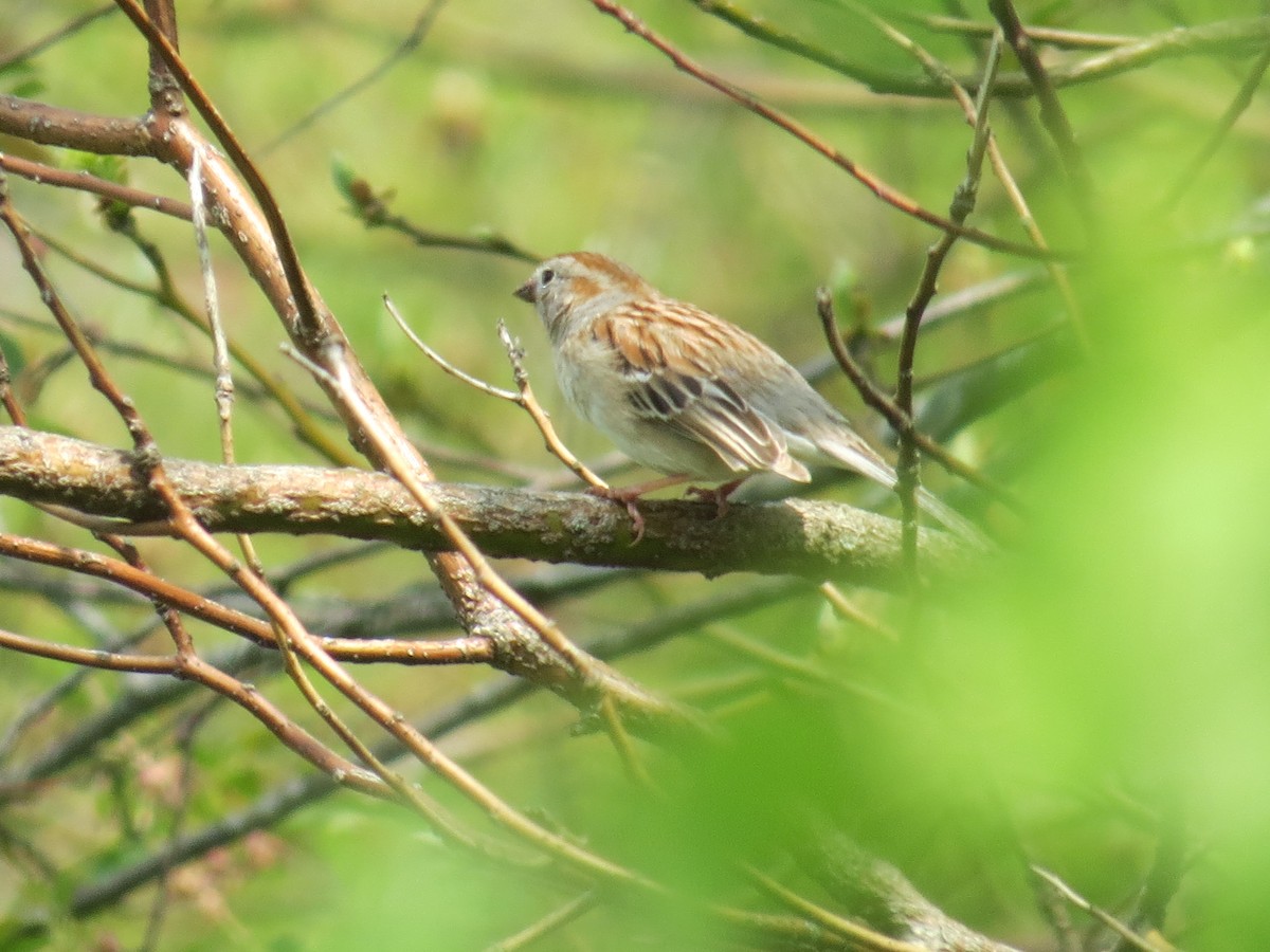 Field Sparrow - ML570037281