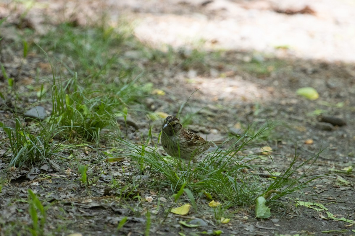 Savannah Sparrow - ML570040001