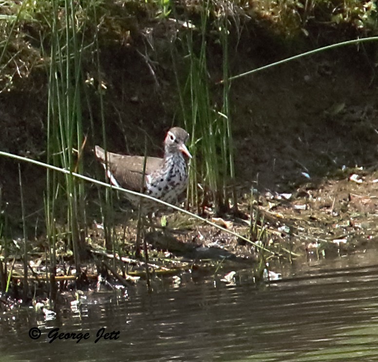 eBird Checklist 10 May 2023 Bachman Sports Complex 15 species
