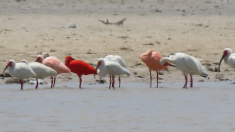 Scarlet Ibis - eBird