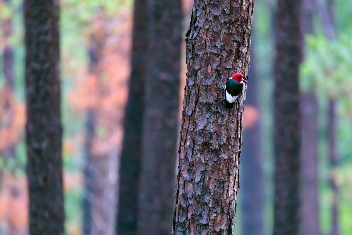 Red-headed Woodpecker - ML570046371