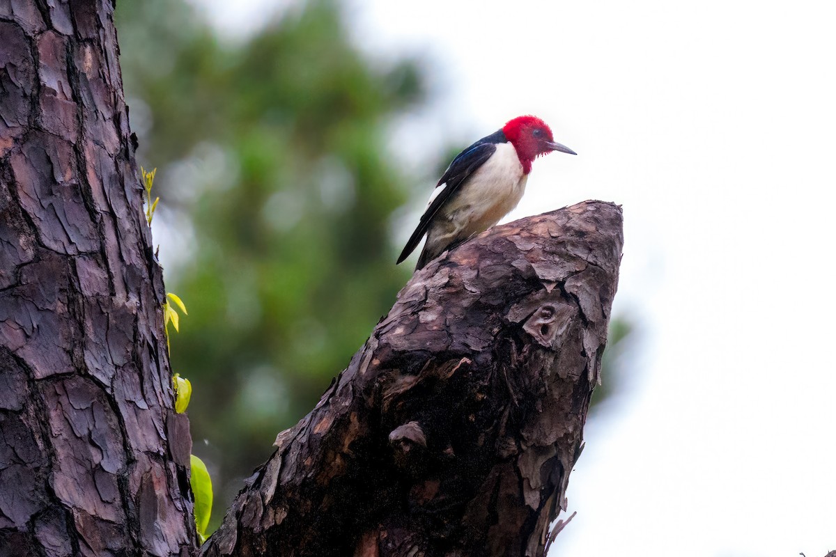 Red-headed Woodpecker - ML570046381