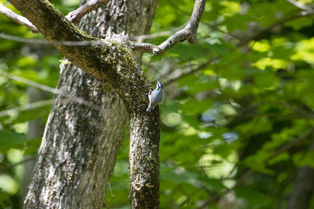 Red-breasted Nuthatch - ML570055561