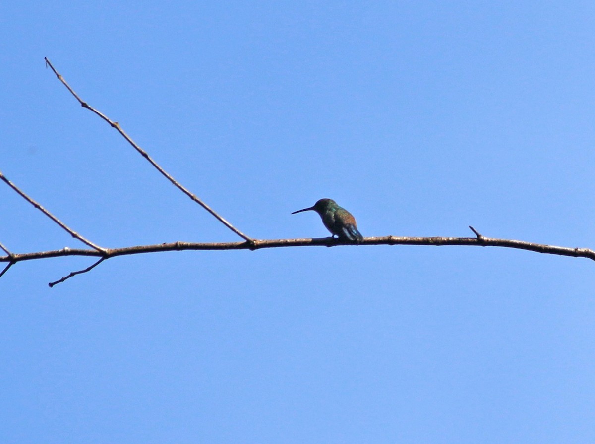 Blue-vented Hummingbird - Andrew S. Aldrich