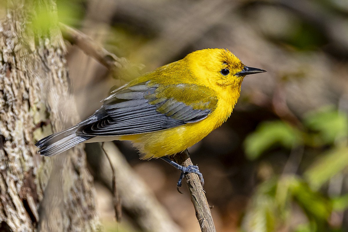 Prothonotary Warbler - ML570062501