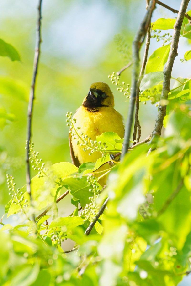 Orchard Oriole - ML570065611