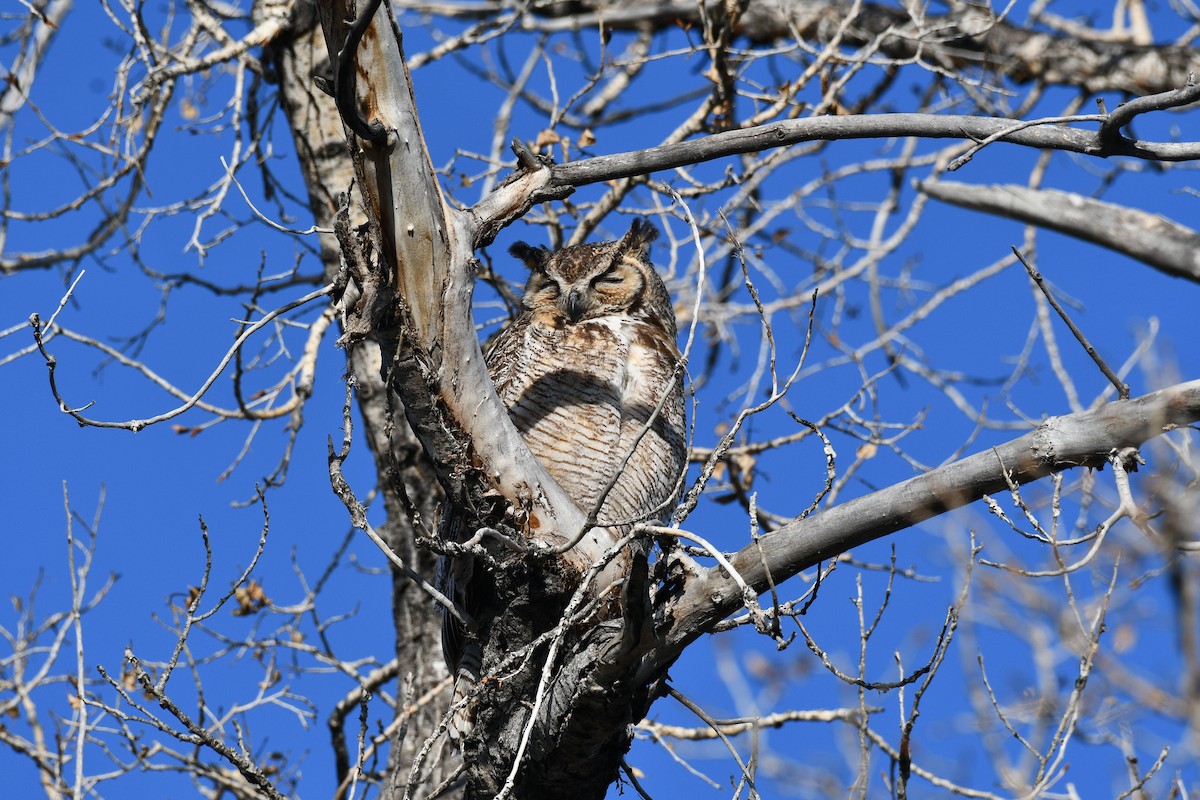 Great Horned Owl - ML570065901