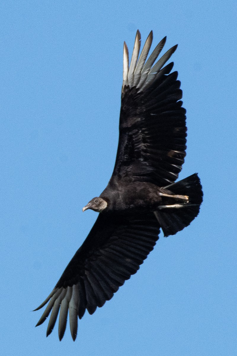 Black Vulture - ML570077631