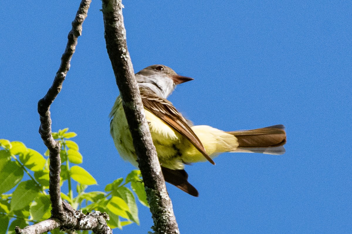 Great Crested Flycatcher - ML570077821