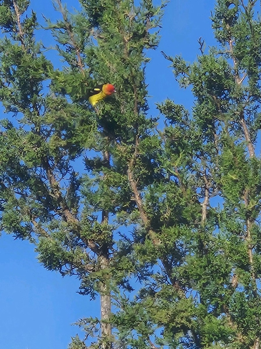 Western Tanager - ML570078021