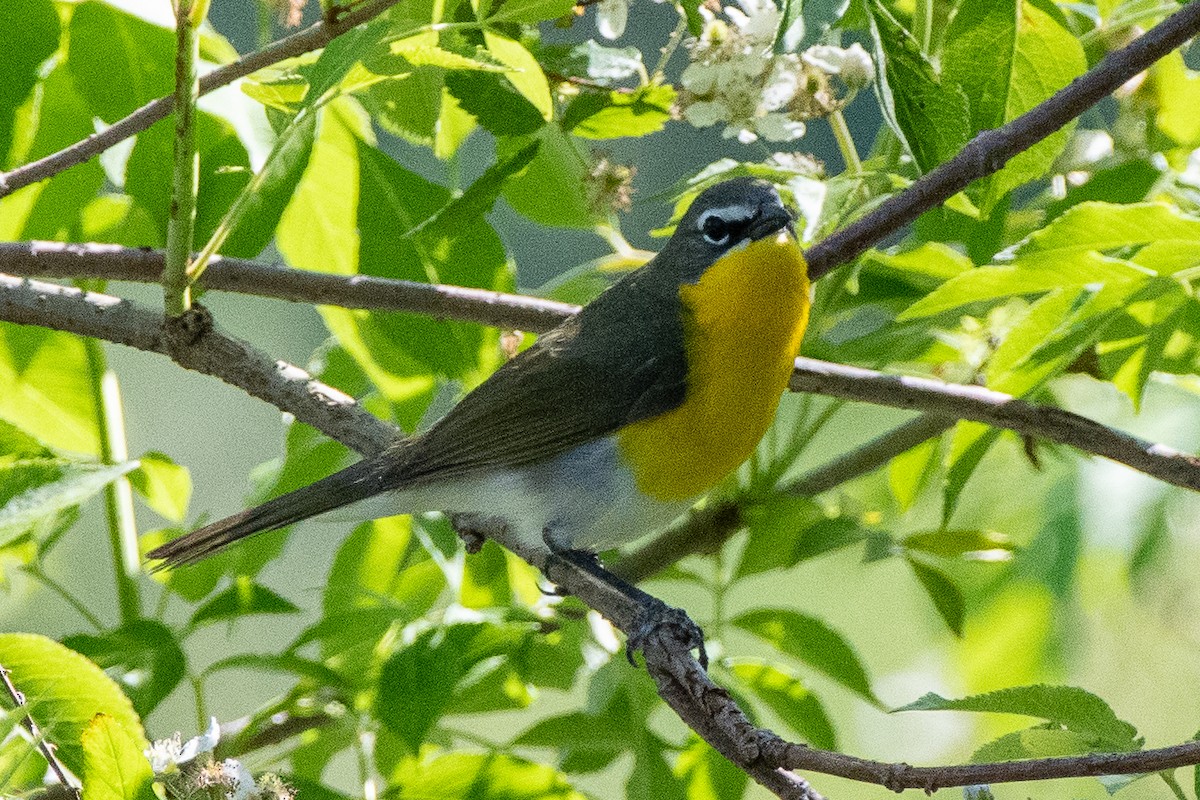 Yellow-breasted Chat - ML570079471