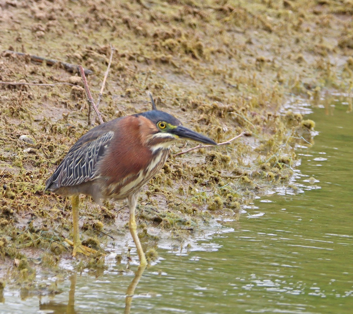 Ebird Checklist - 10 May 2023 - Riggs And Price Rds. Ponds - 22 Species