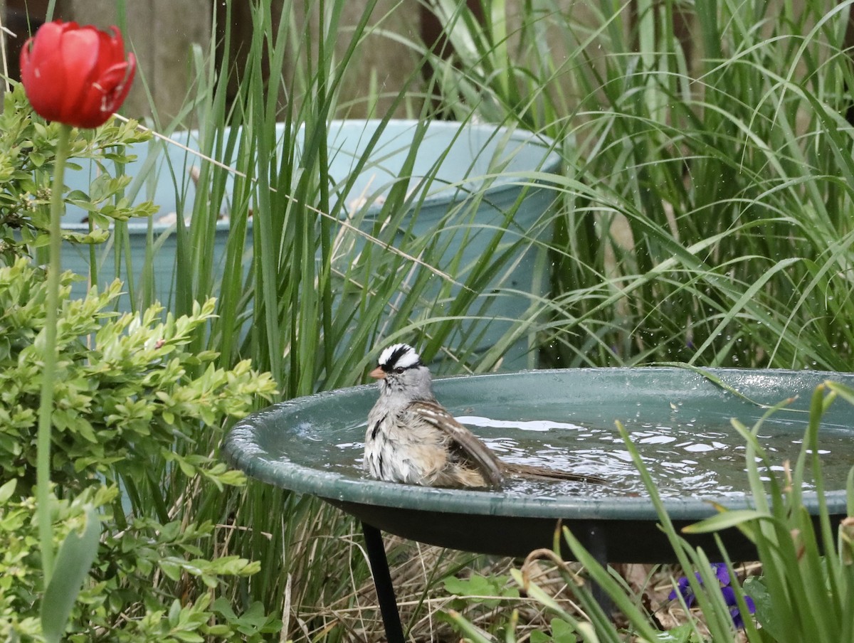 White-crowned Sparrow - ML570082081