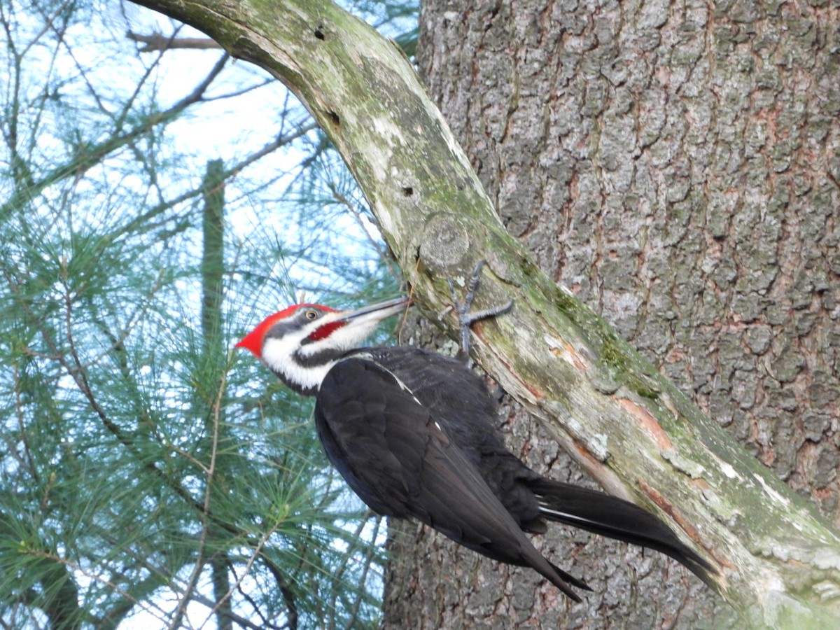 Pileated Woodpecker - ML570085481