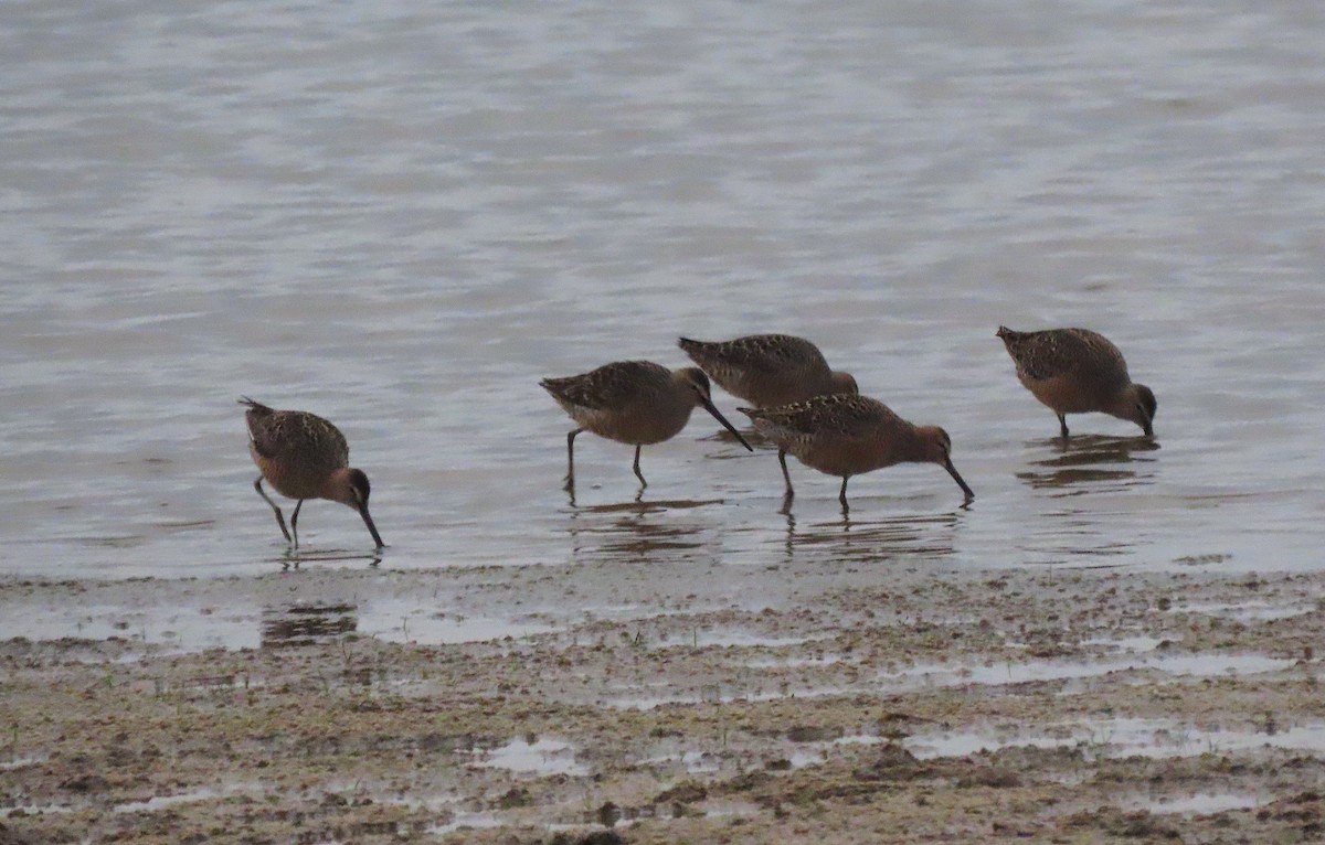 Long-billed Dowitcher - ML570088701
