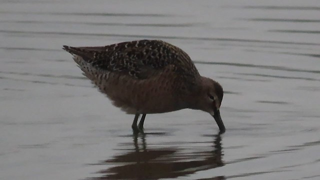 Long-billed Dowitcher - ML570088861