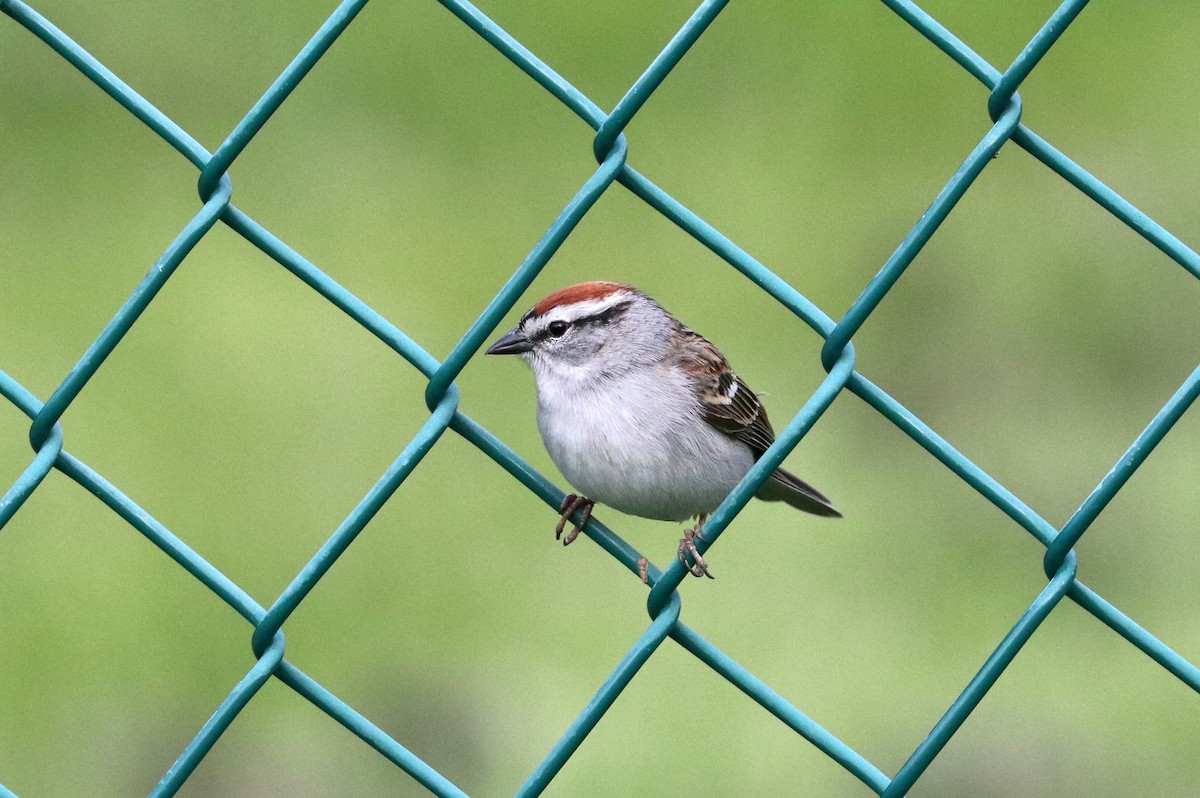 Chipping Sparrow - ML570090591