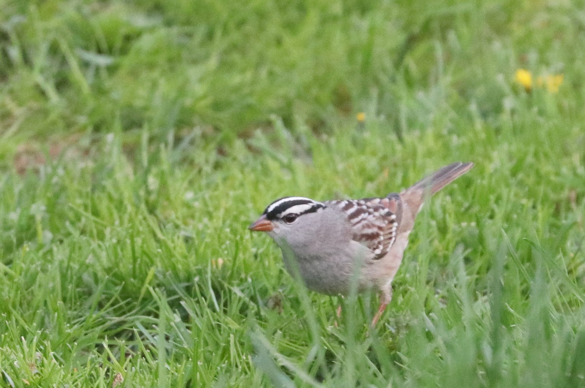 White-crowned Sparrow - ML570091181