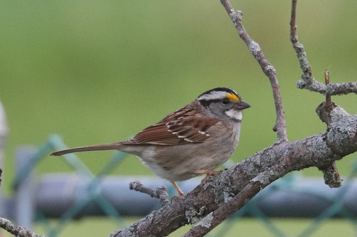 White-throated Sparrow - ML570091571