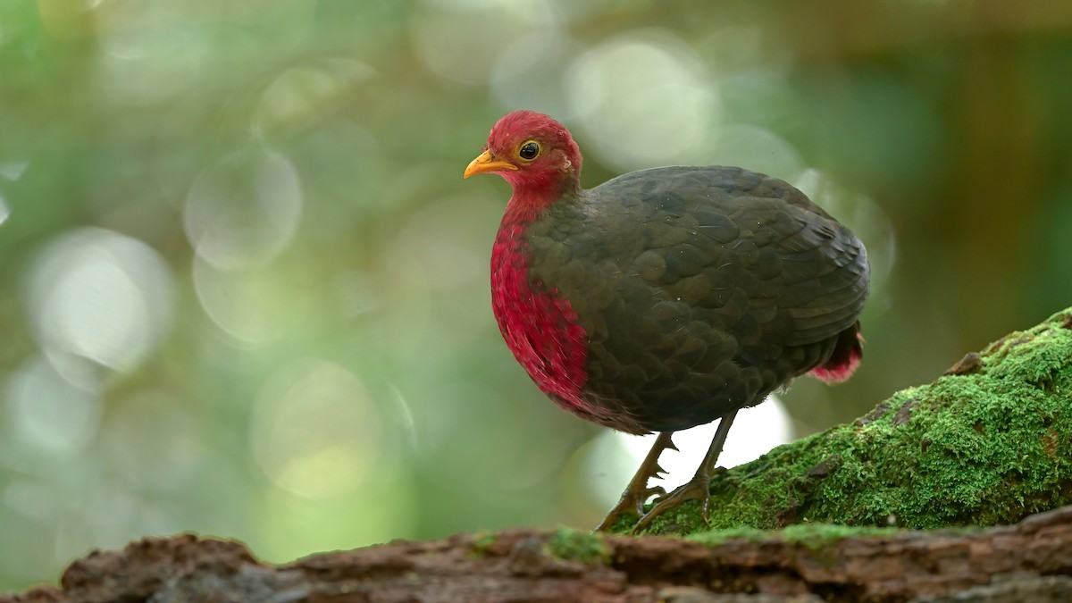 Crimson-headed Partridge - xiwen CHEN