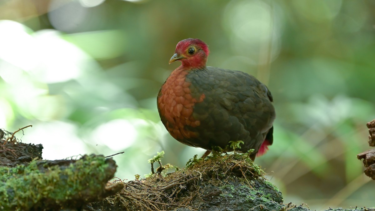Crimson-headed Partridge - xiwen CHEN