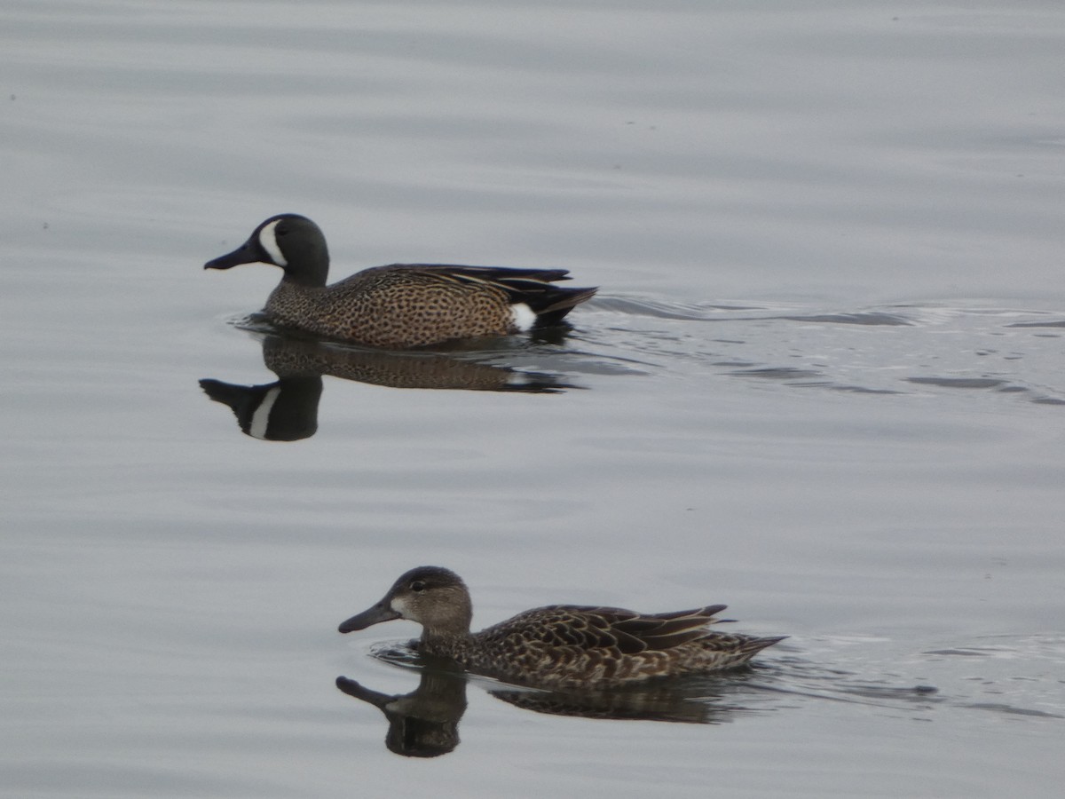 Blue-winged Teal - ML570101521