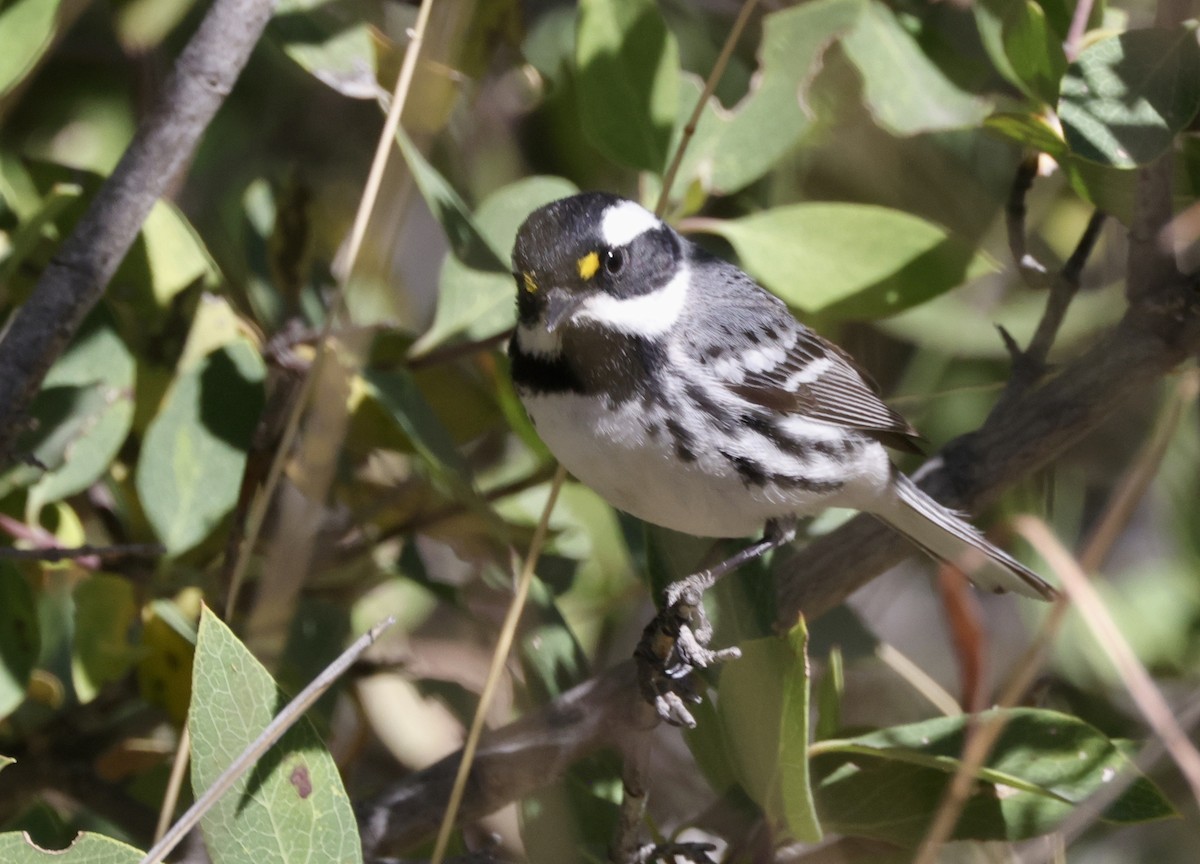 Black-throated Gray Warbler - ML570102061