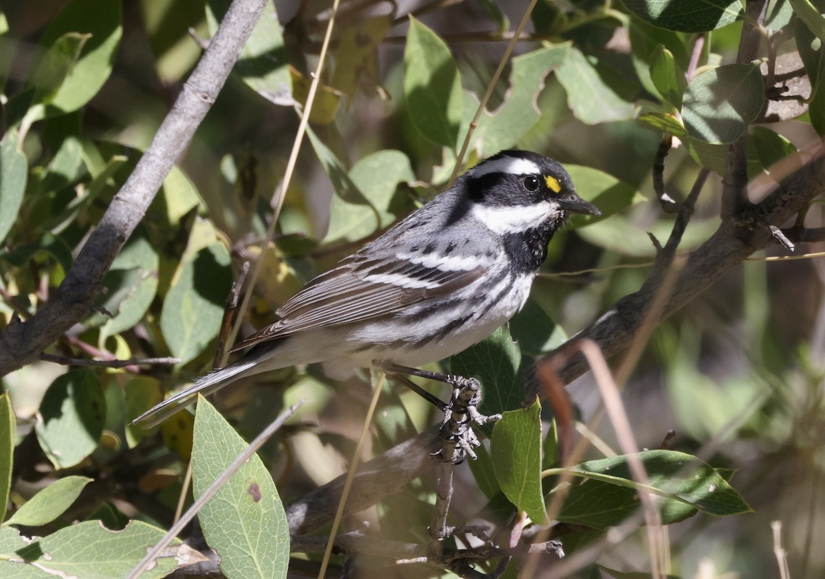 Black-throated Gray Warbler - Ken Oeser